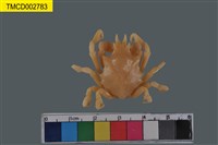 藏品(蜘蛛蟹科)的圖片